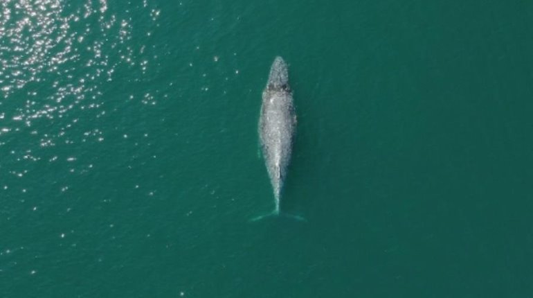 Ballena enferma que nadaba errática es rescatada en Colima