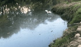 120 descargas siguen contaminando la laguna de Las Ilusiones: Conagua