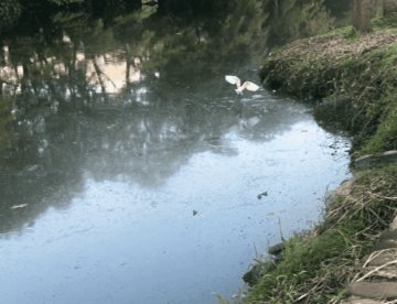 120 descargas siguen contaminando la laguna de Las Ilusiones: Conagua