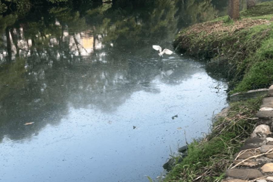 120 descargas siguen contaminando la laguna de Las Ilusiones: Conagua