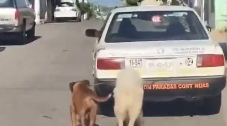 Graban a taxista arrastrando a dos perros en Oaxaca