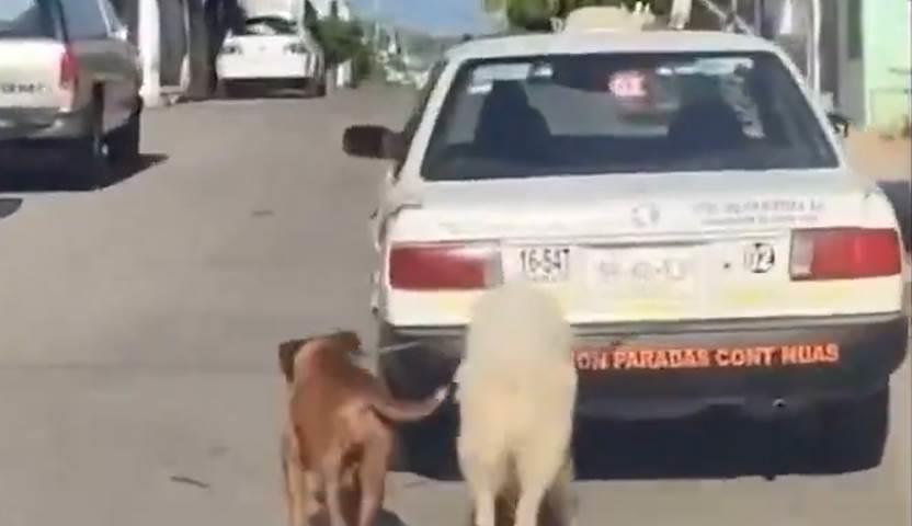 Graban a taxista arrastrando a dos perros en Oaxaca