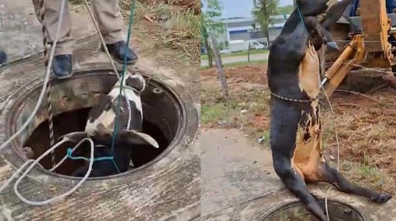 ¡Cae vaca en alcantarilla! En fraccionamiento Centropolis