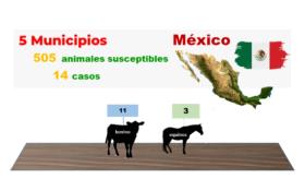 Sube de 7 a 14 acumulado de gusano barrenador en México