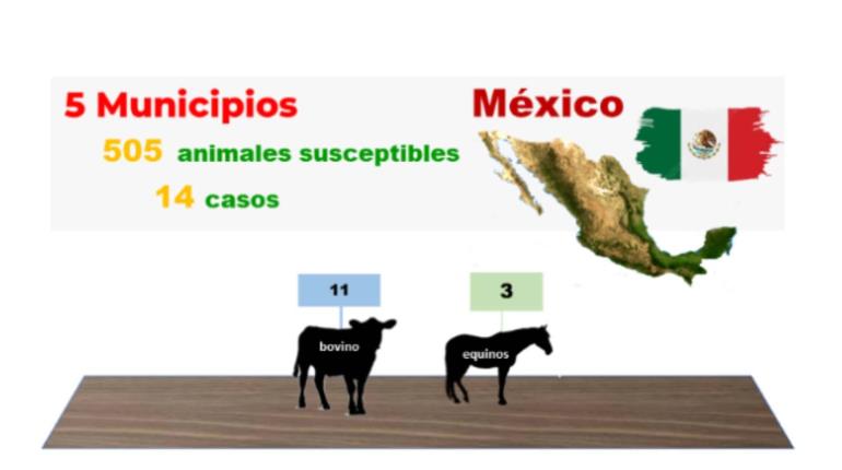 Sube de 7 a 14 acumulado de gusano barrenador en México