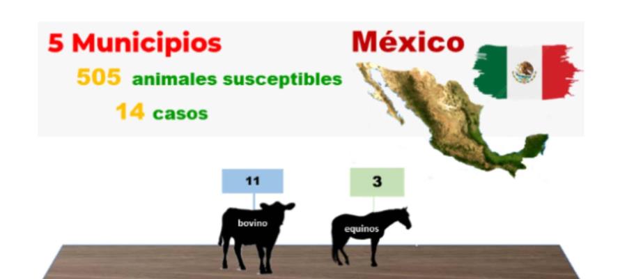 Sube de 7 a 14 acumulado de gusano barrenador en México