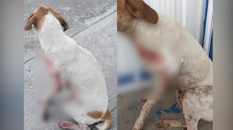 Balean en la pata a perrita en Huimanguillo