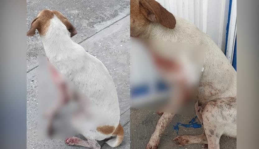 Balean a perrita en Huimanguillo