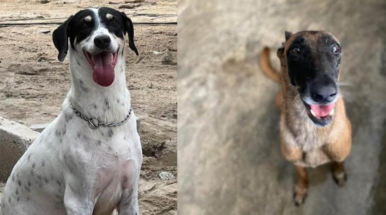 En 9 años, Caninos 911 ha rescatado a más de 1,400 perros