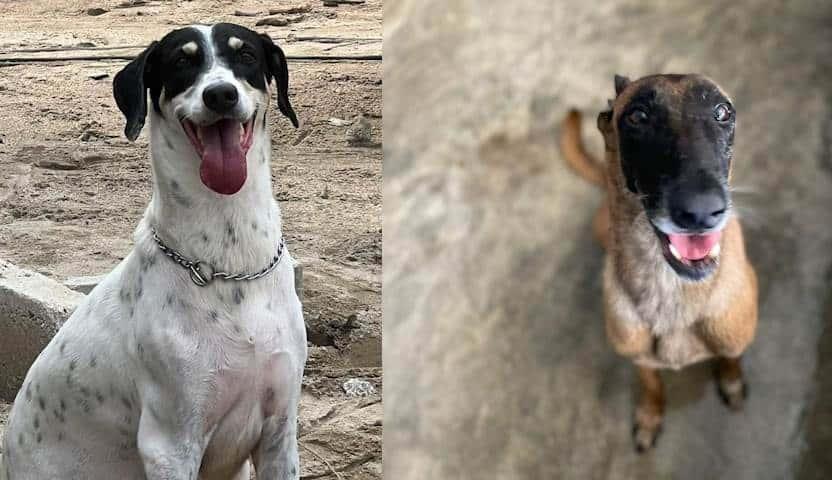 En 9 años, Caninos 911 ha rescatado a más de 1,400 perros