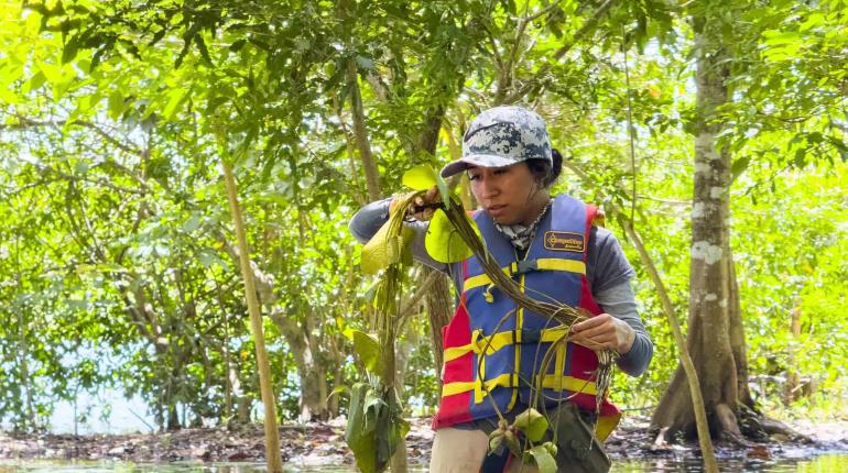 Reactiva UJAT siembra de mangle rojo en Reserva de la Biósfera Wanha