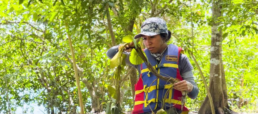 Reactiva UJAT siembra de mangle rojo en Reserva de la Biósfera Wanha