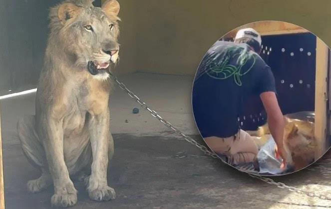 Rescatan león encadenado en Sinaloa