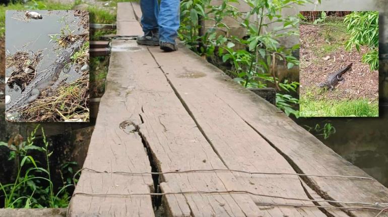 Alerta en Buena Vista Río Nuevo por cocodrilos en puente peatonal en mal estado