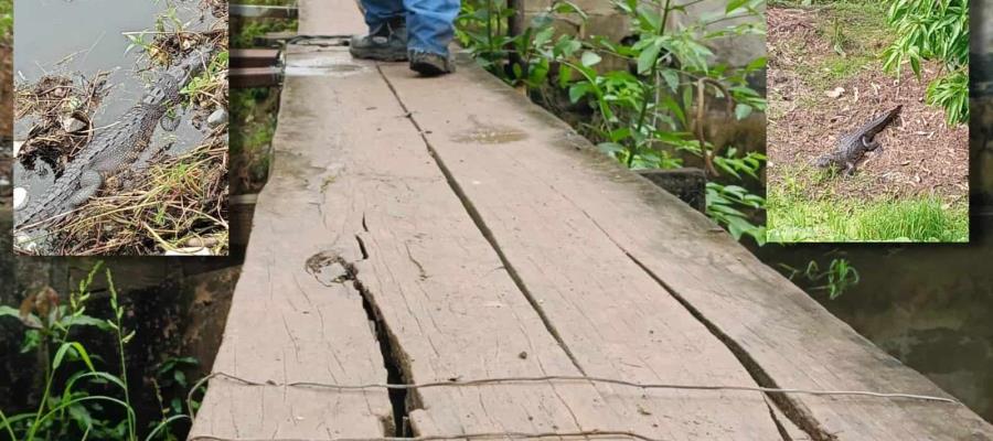 Alerta en Buena Vista Río Nuevo por cocodrilos en puente peatonal en mal estado