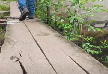 Alerta en Buena Vista Río Nuevo por cocodrilos en puente peatonal en mal estado