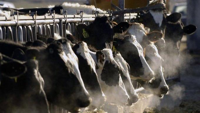 Detectan segunda variante de la gripe aviar en vacas lecheras de EE. UU.