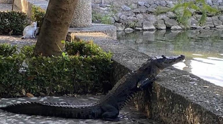 Pasea cocodrilo en zona peatonal del parque Tomás Garrido