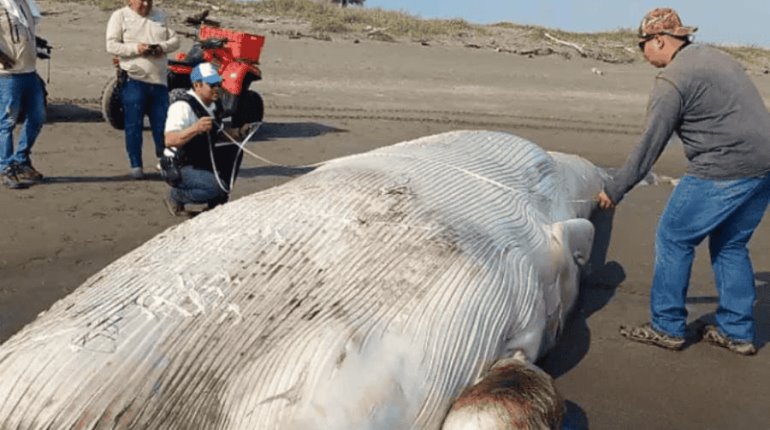 Localizan ballena muerta en costas de Veracruz