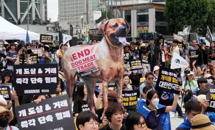 En 2027 estará prohibido el consumo de carne de perro en Corea del Sur