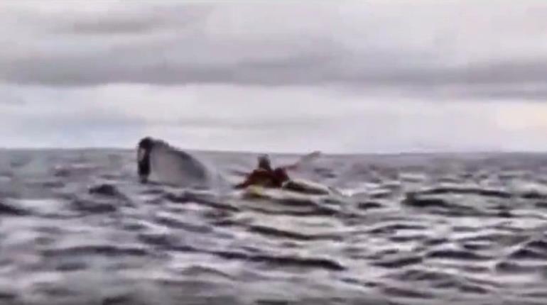 ¡Como pinocho! Joven de 20 años es tragado por ballena Jorobada en Chile