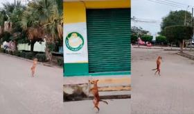 Perrito sorprende por sus ganas de vivir pese a discapacidad en Cárdenas