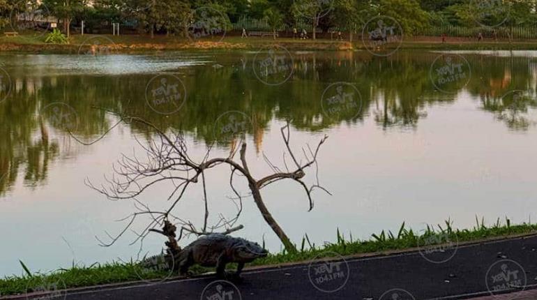 Pasea cocodrilo por la trotapista del parque La Pólvora