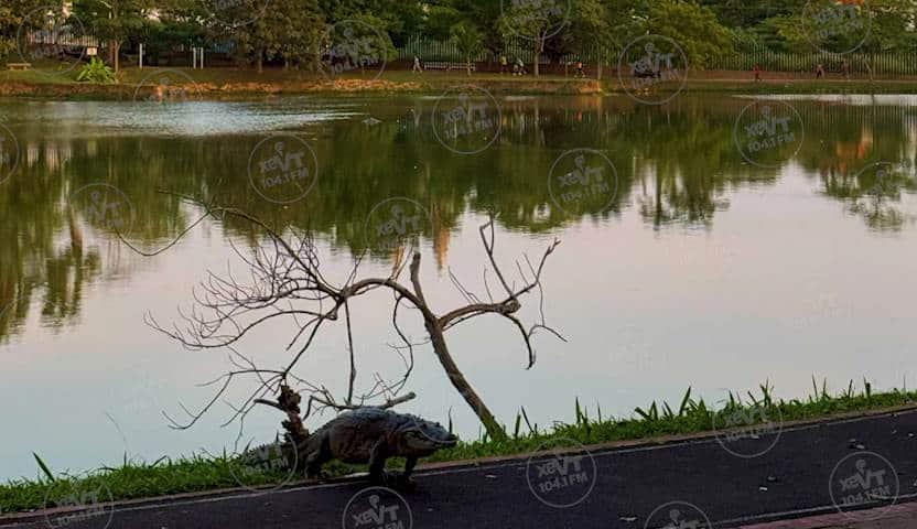 Pasea cocodrilo por la trotapista del parque La Pólvora