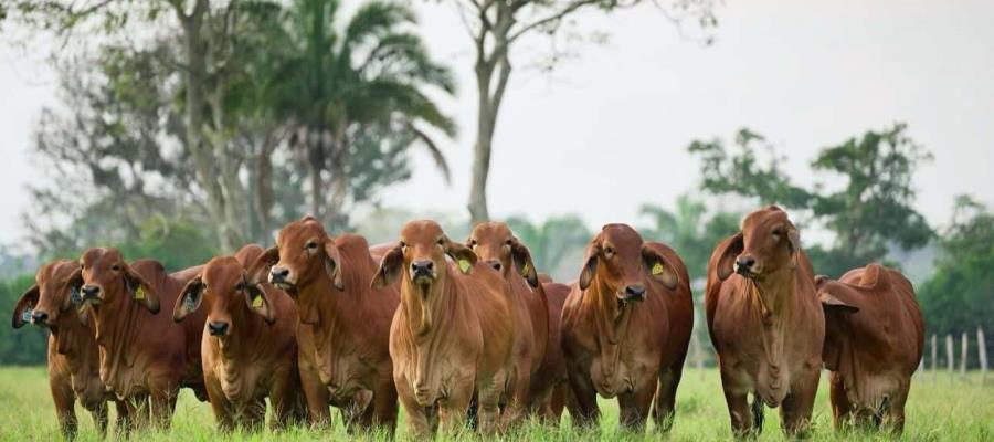 Alista Tabasco barrido sanitario contra la tuberculosis bovina, para recuperar estatus sanitario