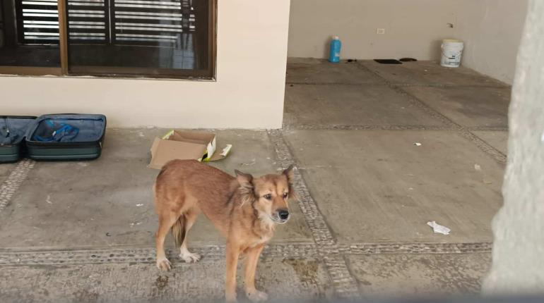 Claman ayuda para perro que quedó encerrado en domicilio asegurado en El Espejo II