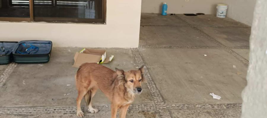 Claman ayuda para perro que quedó encerrado en domicilio asegurado en El Espejo II