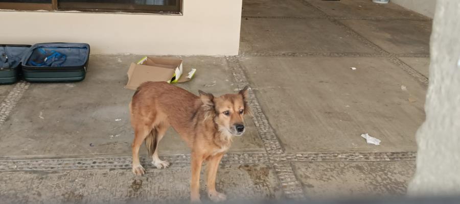 Rescatan a perrita abandonada dentro de casa asegurada en El Espejo II