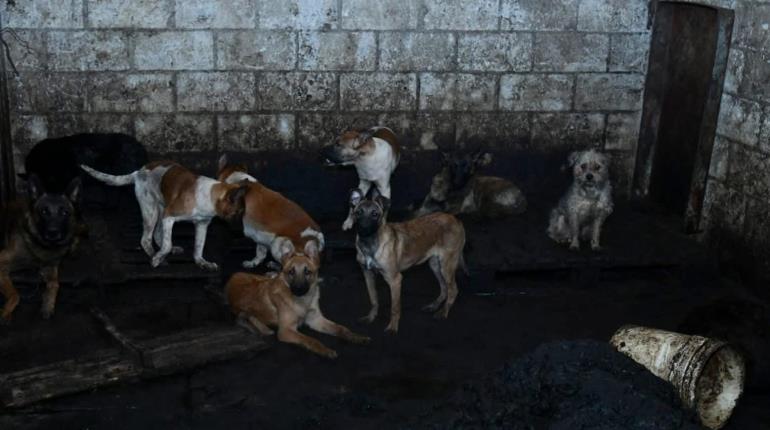 Dan prisión preventiva a carnicero por venta de carne de perro en Edomex