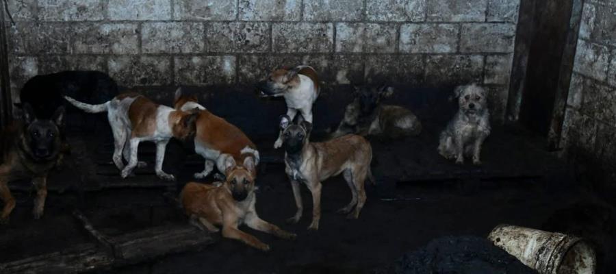 Dan prisión preventiva a carnicero por venta de carne de perro en Edomex