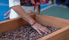Cacao tabasqueño se venderá en chocolate en tiendas del Bienestar del país:  Sheinbaum