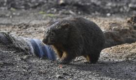 Influencer causa indignación en Australia por capturar un wombat bebé y pide disculpas
