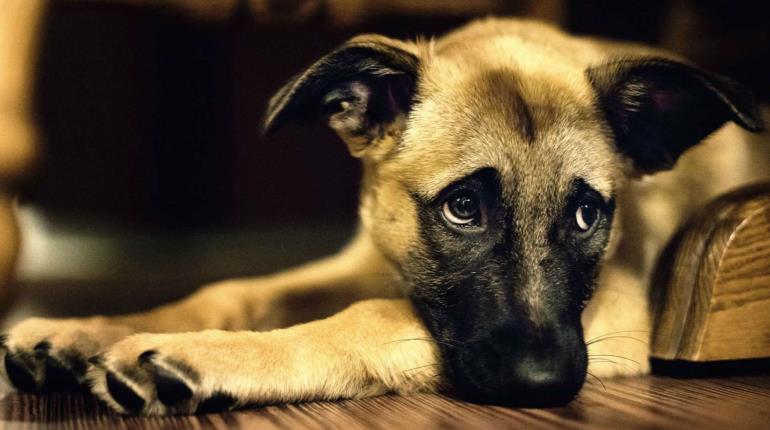 ¡Aumentan casos de zoofilia en Tabasco! PVEM lleva documentados 5