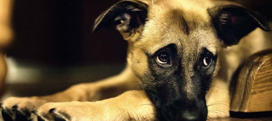 ¡Aumentan casos de zoofilia en Tabasco! PVEM lleva documentados 5 ¡Aumentan casos de zoofilia en Tabasco! PVEM lleva documentados 5