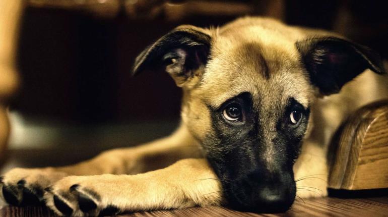 Ley de Protección Animal aprobada hace 10 años, aún no cuenta con reglamentos municipales: PVEM