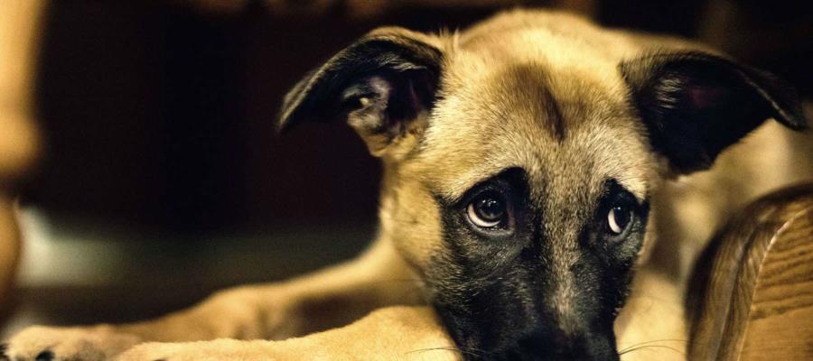 Ley de Protección Animal aprobada hace 10 años, aún no cuenta con reglamentos municipales: PVEM