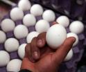 Se dispara tráfico de huevo desde Canadá y México a EE. UU. por aumento del precio