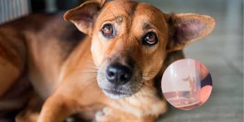 Detectan gusano barrenador ahora en perros de Jalapa y Balancán