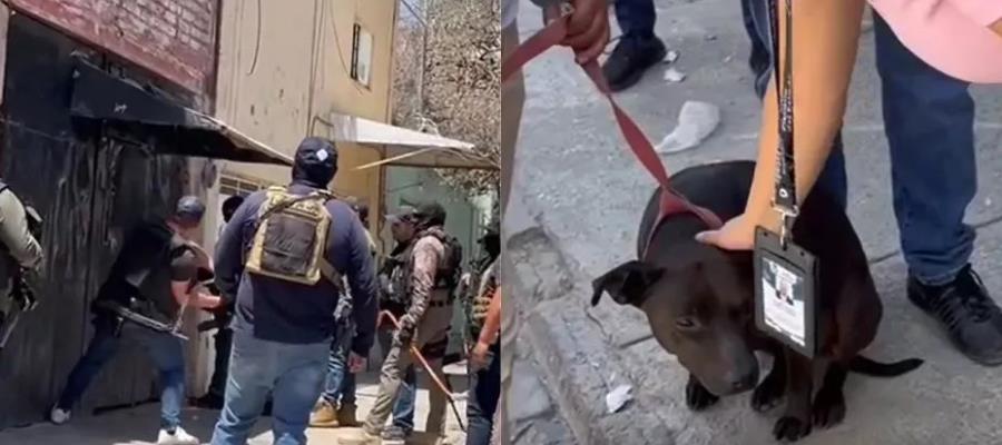Aseguran en Jalisco finca donde se hacían peleas de perros; un lomito fue rescatado Aseguran en Jalisco finca donde se hacían peleas de perros; un lomito fue rescatado