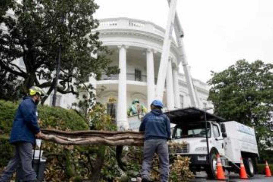 Trump planta el "MAGAnolia" en la Casa Blanca, tras talar árbol de 200 años Trump planta el "MAGAnolia" en la Casa Blanca, tras talar árbol de 200 años