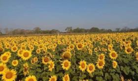 Girasoles y experiencia extrema del 12 al 27 de abril en Balancán
