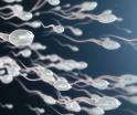 Crean la primera carrera de espermatozoides