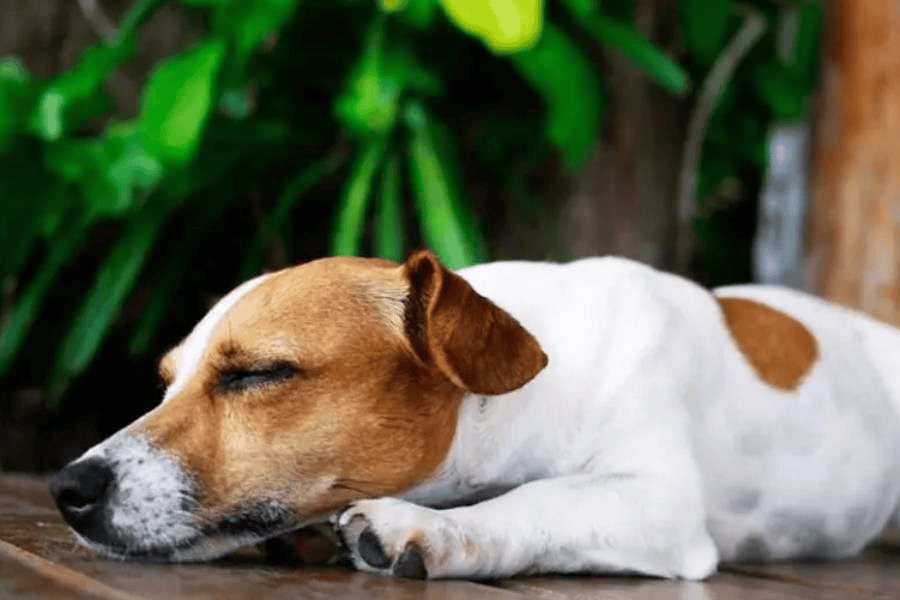 FGE descarta un aumento en denuncias por maltrato animal en Tabasco FGE descarta un aumento en denuncias por maltrato animal en Tabasco