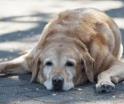 ¡Protege tu mascota de golpe de calor!, Centro emite recomendaciones preventivas