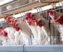 Activan protocolo sanitario en Nuevo León ante presencia de influenza aviar en granja