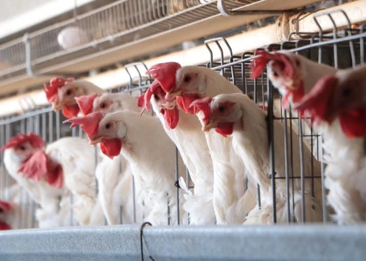 Activan protocolo sanitario en Nuevo León ante presencia de influenza aviar en granja